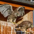 Turmfalke (Falco tinnunculus) Jungvögel am Nistkasten