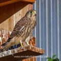 Turmfalke (Falco tinnunculus) der letzte Jungvogel kurz vor dem Abflug