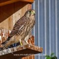 Turmfalke (Falco tinnunculus) der letzte Jungvogel kurz vor dem Abflug