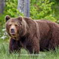 Braunbär (Ursus arctos)