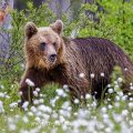 Braunbär (Ursus arctos)
