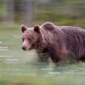 Braunbär (Ursus arctos)