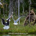 Braunbär (Ursus arctos) flüchtet vor Möwen die ihm das Futter streitig machen