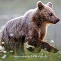 Braunbär (Ursus arctos)