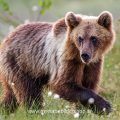 Braunbär (Ursus arctos)