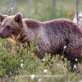 Braunbär (Ursus arctos)