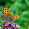 Kleiner Feuerfalter (Lycaena phlaeas)