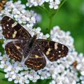 Landkärtchen (Araschnia levana) Sommergeneration