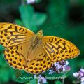Kaisermantel (Argynnis paphia) Männchen