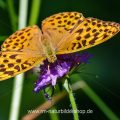 Kaisermantel (Argynnis paphia) Weibchen