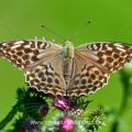 Kaisermantel (Argynnis paphia) Weibchen, dunkle Form