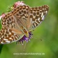 Kaisermantel (Argynnis paphia) Weibchen, dunkle Morphe