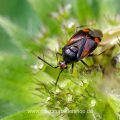 Gepunktete Nesselwanze (Liocoris tripustulatus)