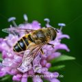 Mistbiene (Eristalis tenax)