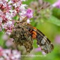Admiral (Vanessa atalanta) sehr beschädigt