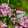 Blauschwarzer Eisvogel (Limenitis reducta) Unterseite