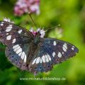 Blauschwarzer Eisvogel (Limenitis reducta)