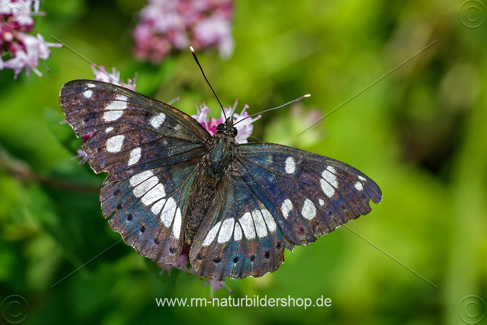 Blauschwarzer Eisvogel (Limenitis reducta) Naturfotografie Rolf Müller