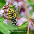 Totenkopfschwebfliege (Myathropa florea)