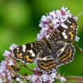 Landkärtchen (Araschnia levana) Sommergeneration