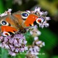 Tagpfauenauge (Inachis Io)