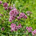 Gemeiner Dost (Origanum vulgare)