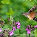Taubenschwänzchen (Macroglossum stellatarum)