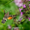 Taubenschwänzchen (Macroglossum stellatarum)
