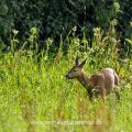 Reh (Capreolus capreolus)