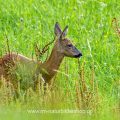 Reh (Capreolus capreolus)
