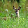 Rehkitz (Capreolus capreolus)