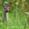 Rehkitz (Capreolus capreolus)