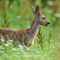 Rehkitz (Capreolus capreolus)