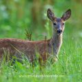 Rehkitz (Capreolus capreolus)