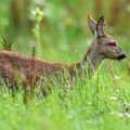 Rehkitz (Capreolus capreolus)
