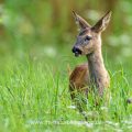 Rehkitz (Capreolus capreolus)