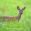 Rehkitz (Capreolus capreolus)