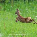 Rehkitz (Capreolus capreolus)