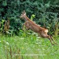 Rehkitz (Capreolus capreolus)