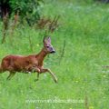 Reh (Capreolus capreolus)