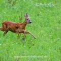 Reh (Capreolus capreolus)