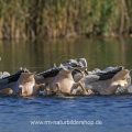 Rosapelikane (Pelecanus onocrotalus) beim Fischfang