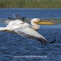 Rosapelikan (Pelecanus onocrotalus)