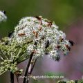 Wald-Engelwurz (Angelica sylvestris) mit Insekten