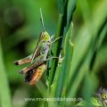 Rotleibiger Grashüpfer (Omocestus haemorrhoidalis)