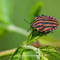 Streifenwanze (Graphosoma lineatum)