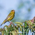 Grünfink (Carduelis chloris) Männchen