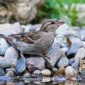 Haussperling (Passer domesticus) Weibchen