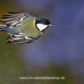 Kohlmeise (parus major)