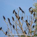 Rabenkrähen (Corvus corone)